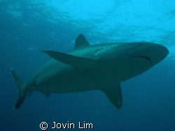 Silvertip shark, Carcharhinus albimarginatus at Silverado... by Jovin Lim 
